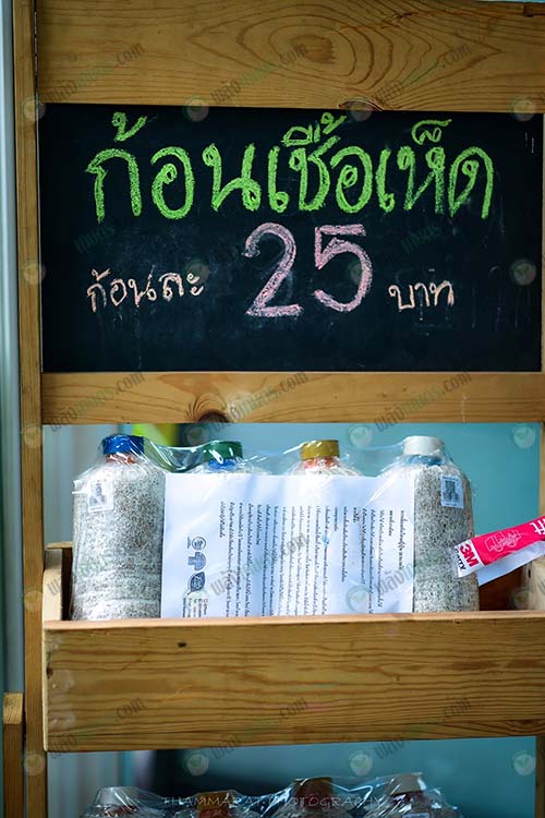 ก้อนเชื้อเห็ดวางขายท๊อปซุปเปอร์มาเก็ต