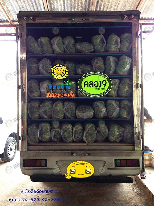 ขนส่งด้วยรถควบคุมอุณหภูมิ-ได้ผลผลิตสดคุณภาพ