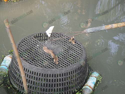 วิธีการให้อาหารกุ้งในตะกร้า