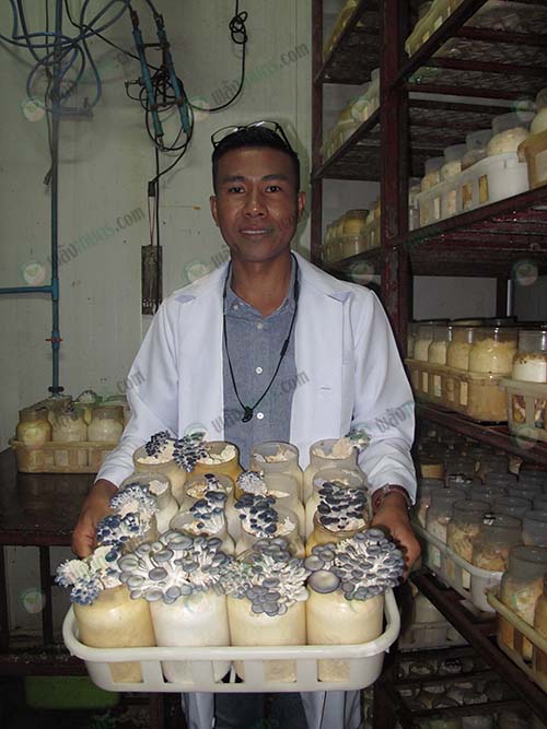 เห็ดนางรมดอย