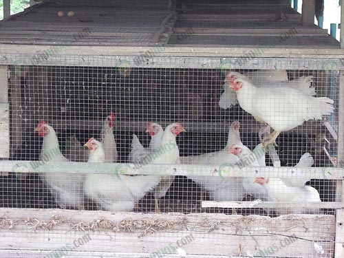 ไก่แม่พันธุ์
