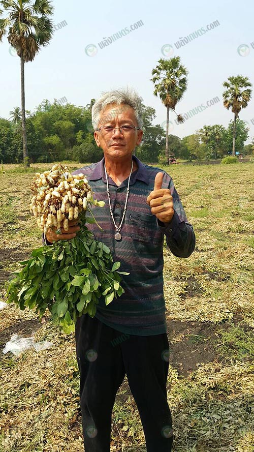 1.คุณชัยวุฒิ-วิญญรัตน์-การผลิตเมล็ดถั่วลิสง-จ.ลพบุรี