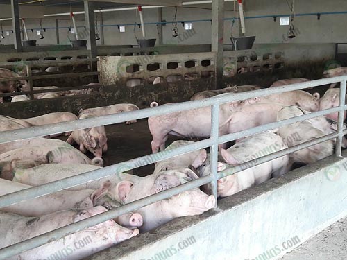 1.หมูขุน
