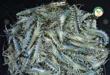 กุ้งกุลาดำ กุ้งดำไซส์ใหญ่ รุ่งในตลาดฮ่องกง ไซส์ 37 ตัวโล ราคาดีถึงกก.ละ 345 บาท กุ้งกุลาดำ-145-วัน-40-ตัว