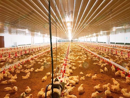 10.ไก่อายุ-8-วัน-หลังกก