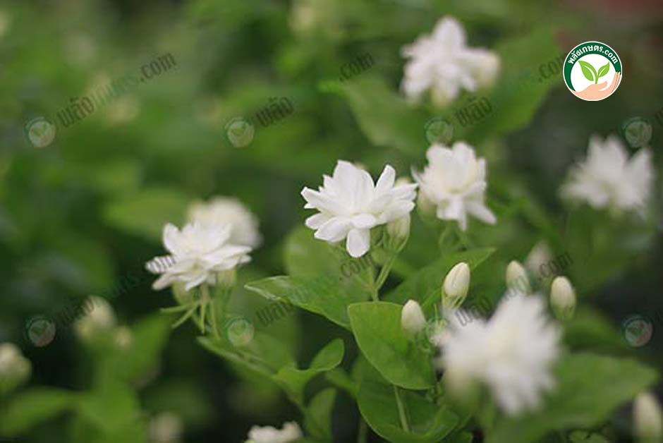 2.ดอกมะลิ พันธุ์ใหม่ " มะลิเศรษฐี " มีกลีบดอกสามชั้น ดอกใหญ่ ดก มีกลิ่นหอมกว่า