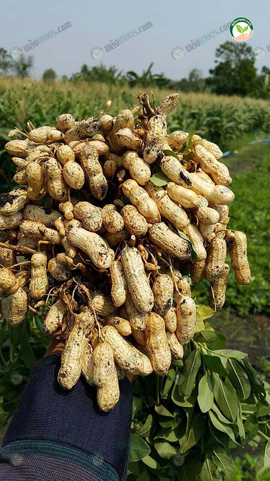 2.ถั่วอีโล้น ถั่วขาว ถั่วไทยนาน อัดก้อน...ทำเงินทั้งเม็ดและ ต้นถั่วลิสง