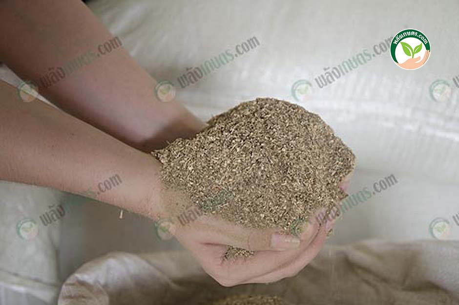 2.ใบกระถินป่น ใบกระถิน พืชโปรตีน สูง ต้นทุนต่ำ