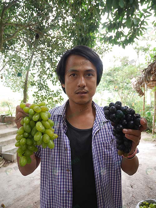 3.สายพันธุ์องุ่น