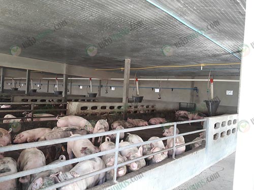 3.โรงเรือนหมูขุน