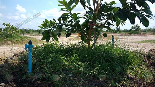 4.การให้น้ำระบบสปริงเกลอร์