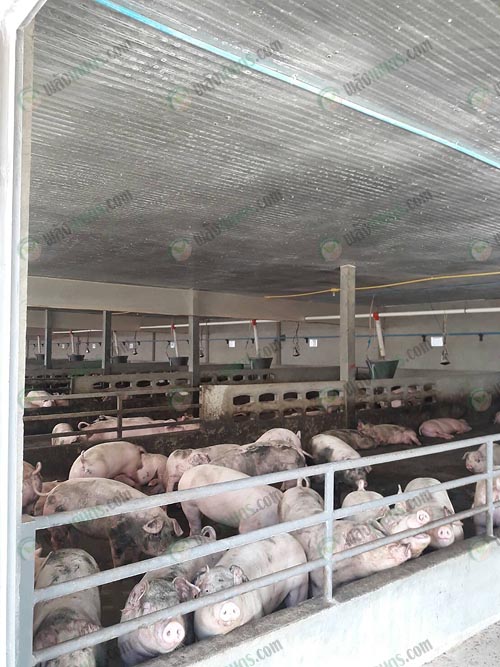 4.จับหมูถึงหน้าฟาร์ม