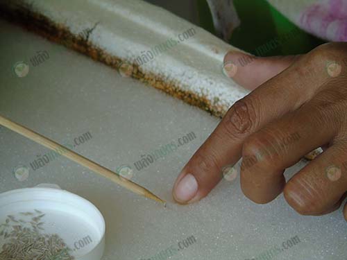 4.เพาะเมล็ดในวัสดุปลูก