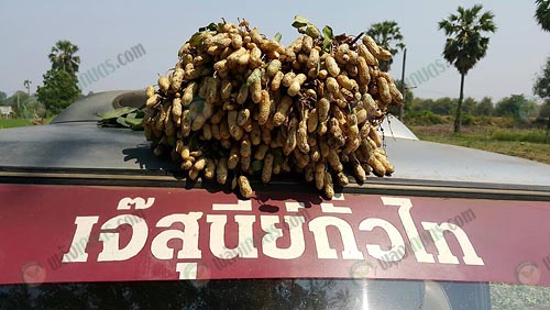 5.การจำหน่ายเมล็ดถั่วลิสง