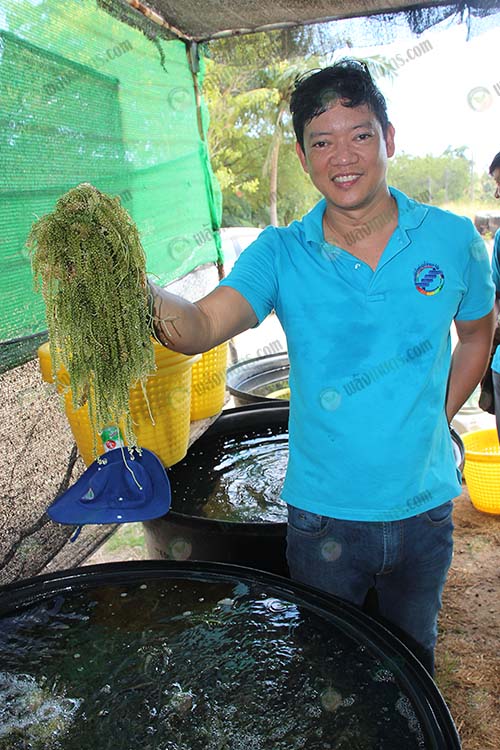 5.ผลผลิตสาหร่าย
