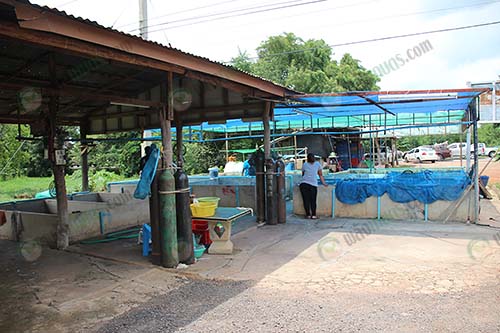 5.พื้นที่โดยรอบใช้เลี้ยงปลาดุก