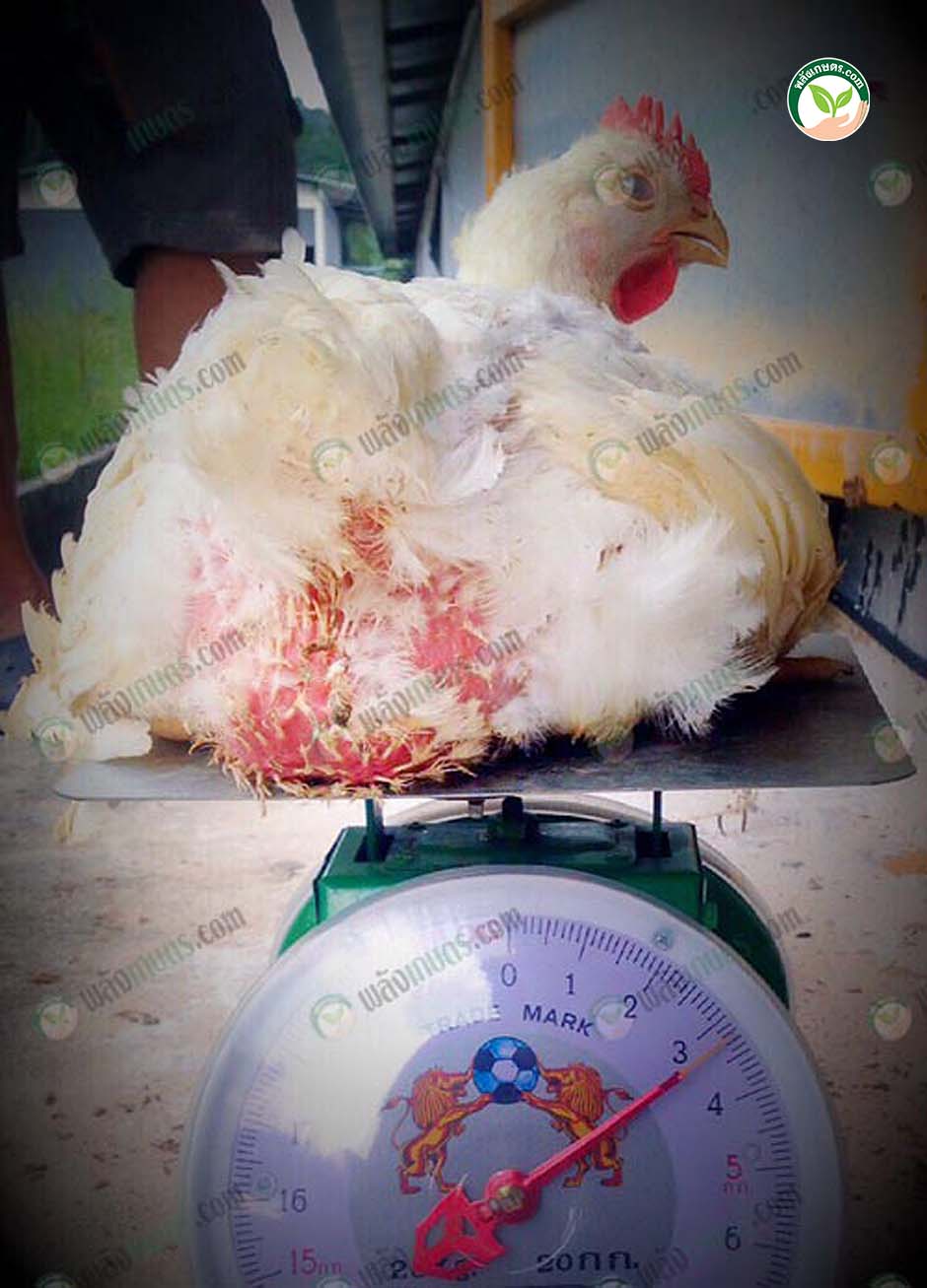 9.กลยุทธ์การ ตลาดไก่เนื้อ ปักษ์ใต้ เลี้ยงไก่เนื้อ 1 รอบ กำไรเฉียดล้าน!!