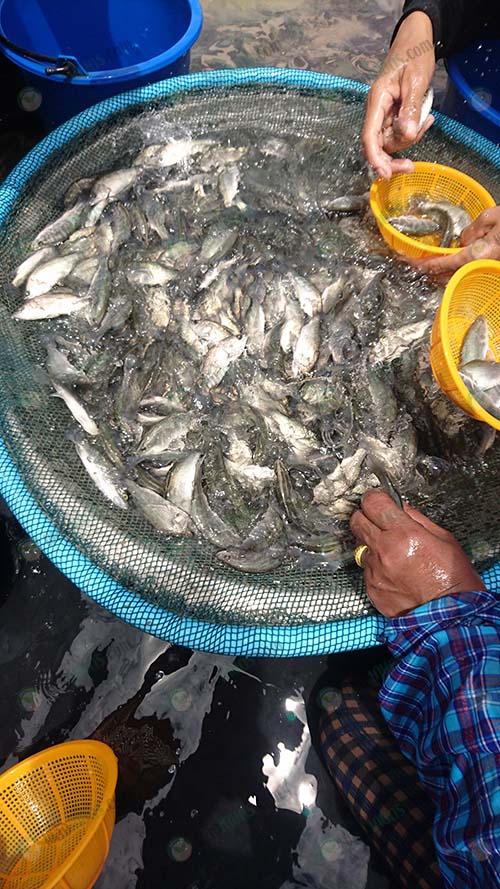 ผลผลิตปลากะพงขาว