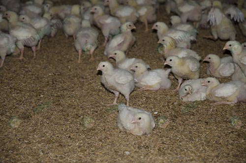 สายพันธุ์ไก่เนื้อ