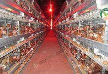 การบริหาร ต้นทุนการเลี้ยงไก่ไข่ ในสภาวะเศรษฐกิจขาลง ให้ได้คุณภาพและมีกำไร การบริหาร ต้นทุนการเลี้ยงไก่ไข่ ในสภาวะเศรษฐกิจขาลง ให้ได้คุณภาพและมีกำไร