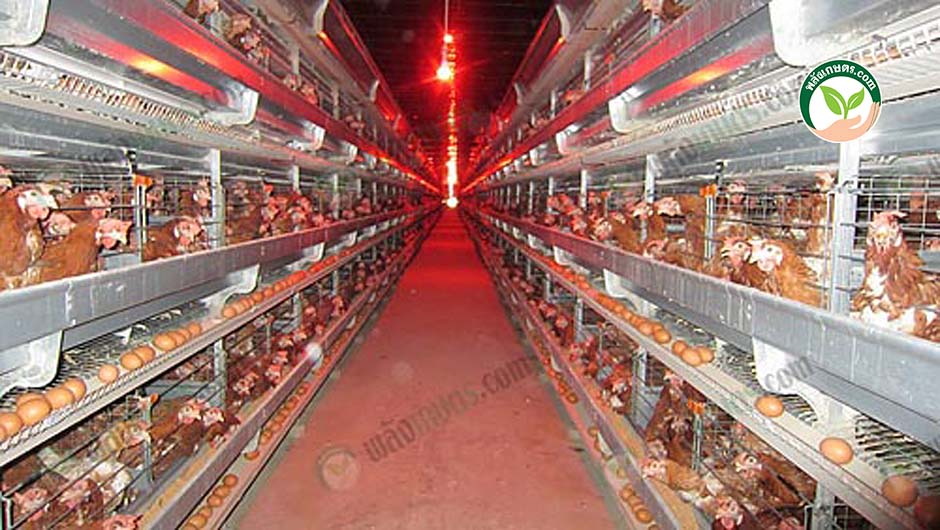 1.การบริหาร ต้นทุนการเลี้ยงไก่ไข่ ในสภาวะเศรษฐกิจขาลง ให้ได้คุณภาพและมีกำไร