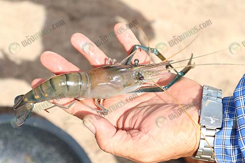 1.กุ้งก้ามกราม