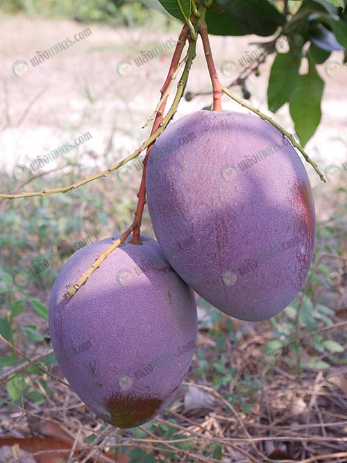 1.มะม่วงสายพันธุ์อาร์ทูอีทู