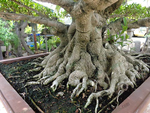 10.ด้านที่มีรากสวย-สันรากขนาดใหญ่-เหมาะในการเลือกเป็นหน้าไม้