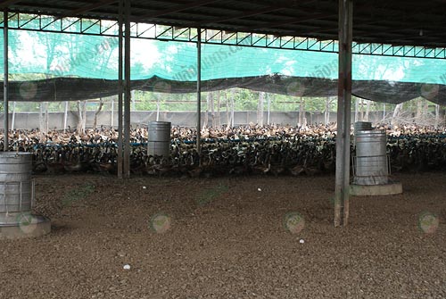 10.ทำการล้างรางน้ำของเป็ด-และให้วิตามินในรางน้ำ