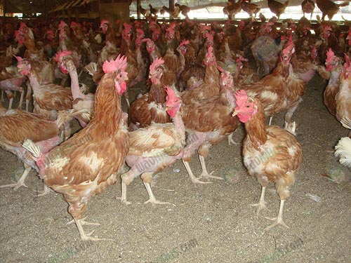 10.ระยะไก่แก่