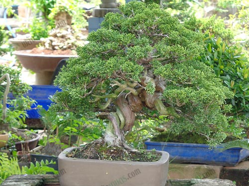 11.สนญี่ปุ่นเป็นเกลียวกอดรัด-ลำต้นมี-2-สีตัดกันสวยงาม