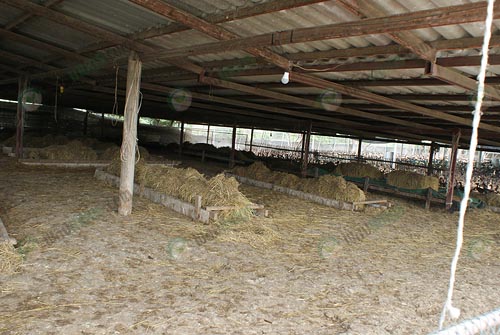 12.โรงฟักไข่ของเป็ด