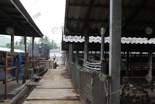 14.โรงเรือนเลี้ยงเป็ดไข่