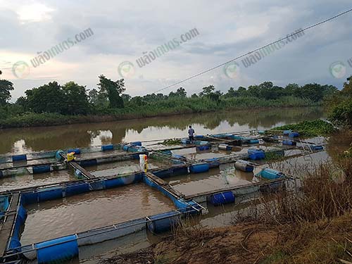 2.กระชังเลี้ยงปลาทับทิม