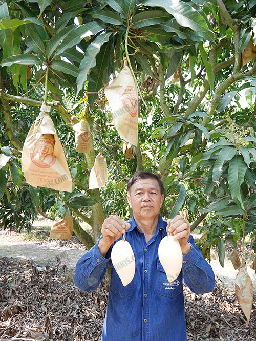 2.คุณสุวิทย์-คุณาวุฒิ-ปลูกมะม่วงเนื้อที่-250-ไร่-จ.ฉะเชิงเทรา