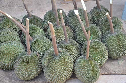 2.ทุเรียนพันธุ์ก้านยาว