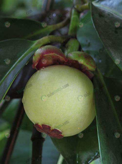2.ผลมังคุด