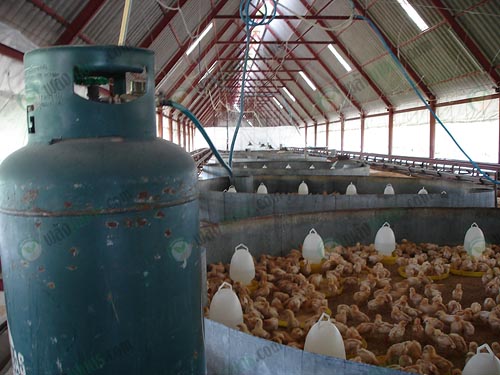 3.การกกลูกไก่