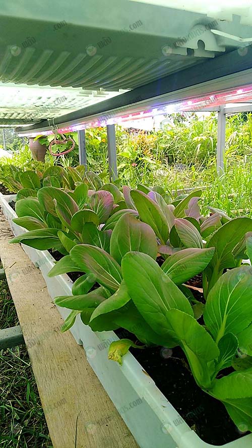 3.การเจริญเติบโตของผักสมบูรณ์ภายใต้การสังเคราะห์จากหลอด-LED