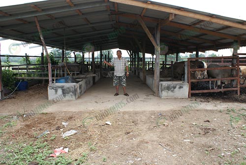 3.ลักษณะโรงเรือนเลี้ยงวัว-เน้นปลอดโปร่ง-โล่ง-และสบาย
