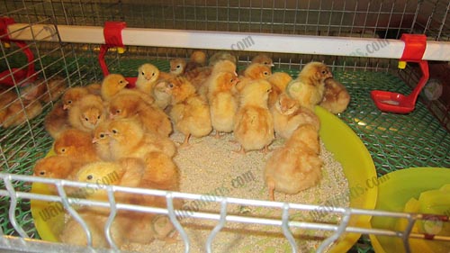 3.ลูกไก่