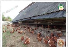 ไข่ไก่อินทรีย์ มาแรง ไก่ไข่อารมณ์ดี เลี้ยงแบบปล่อยไก่ ให้มีพื้นที่อิสระ ไข่ไก่อินทรีย์ มาแรง ไก่ไข่อารมณ์ดี เลี้ยงแบบปล่อยไก่ ให้มีพื้นที่อิสระ
