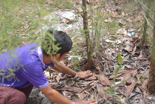 4.ขุดล้อมให้ห่างจากโคนต้นประมาณ-1-คืบ