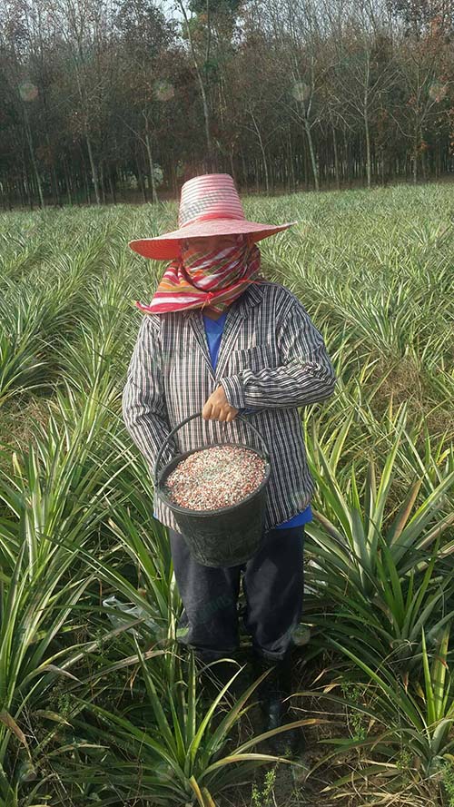 4.ต้นสับปะรดสมบูรณ์-มีการเจริญเติบโตที่ดี