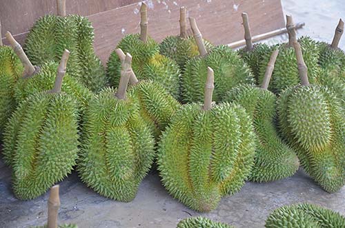 4.ทุเรียนพันธุ์นกหยิบ