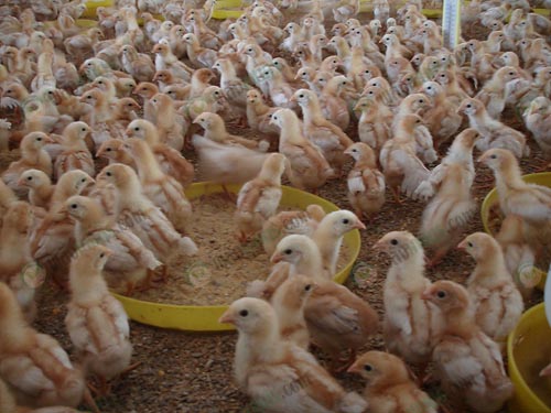 4.ระยะลูกไก่