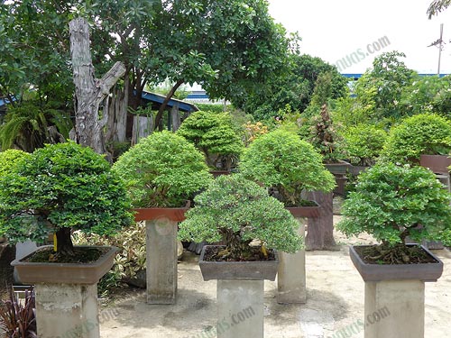 4.ไม้แต่ละต้นมีโครงสร้างและอัตลักษณ์เป็นของตนเอง