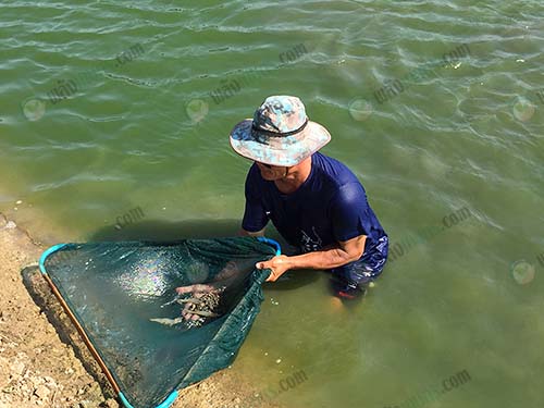 5.การจับกุ้ง