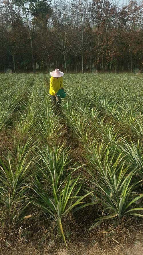 5.ความสมบูรณ์ของต้นสับปะรดหลังจากใช้ปุ๋ยของสหกรณ์
