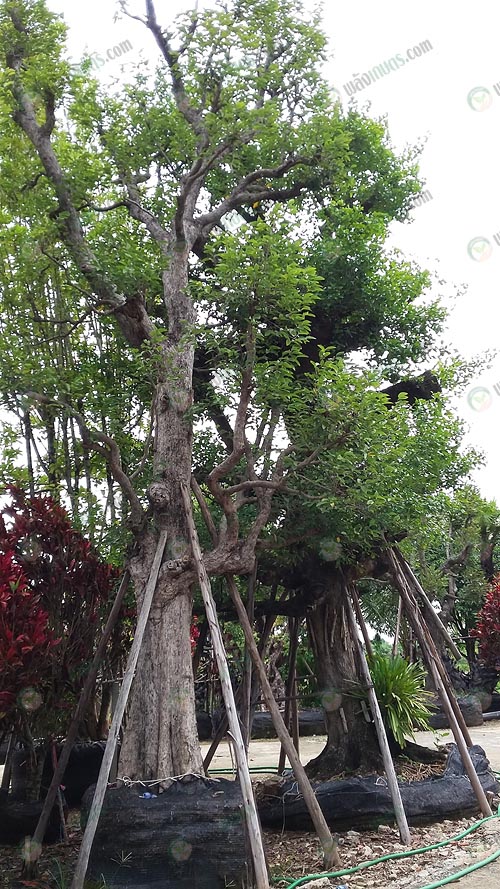 5.ต้นไม้ขนาดใหญ่ทรงสวย-สูง-ใบดก
